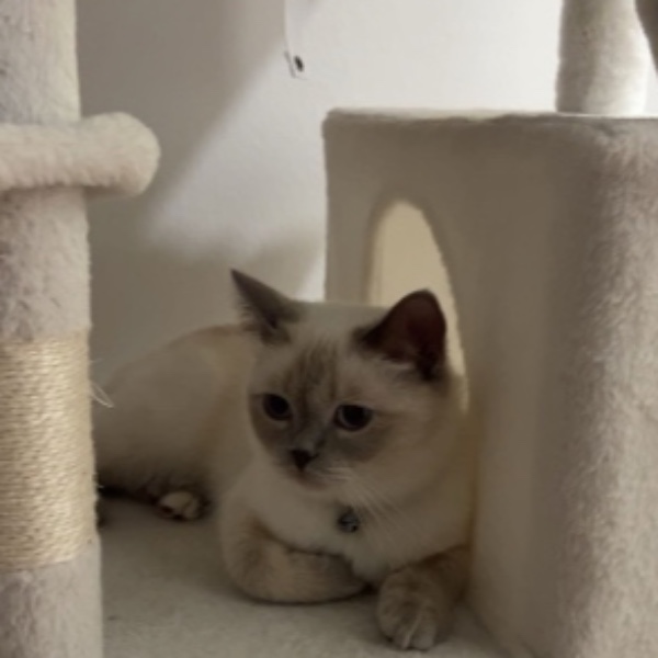 Nala