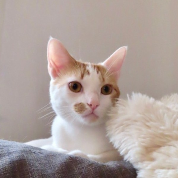 Achille