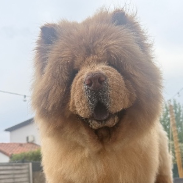 Lilou