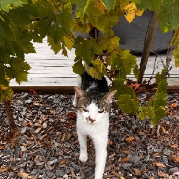 Pépito