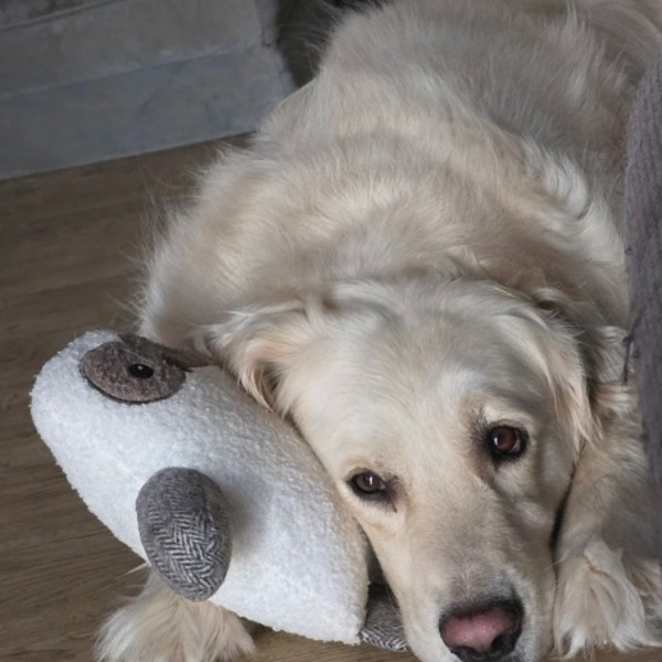 Photo de Kuma