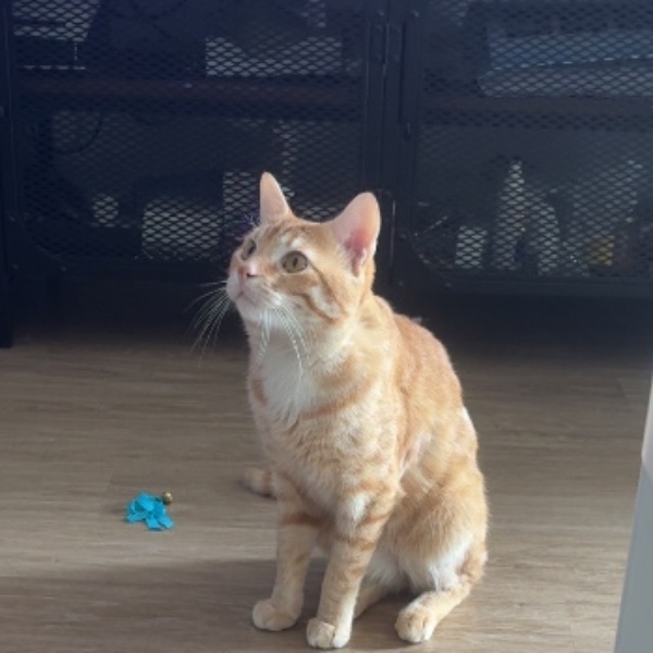 Loki
