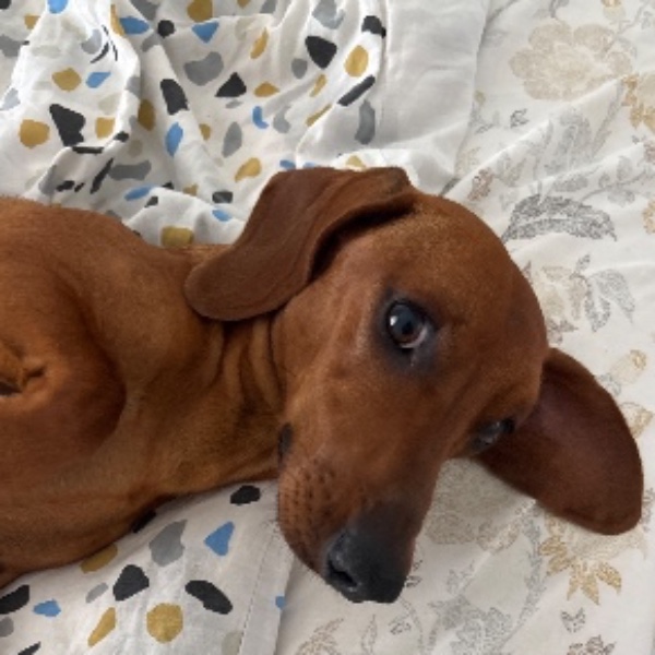 Photo de Kuki