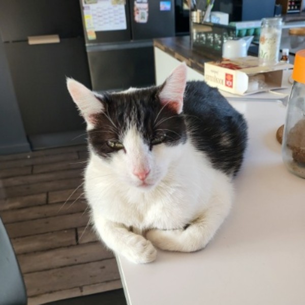 T'choupi