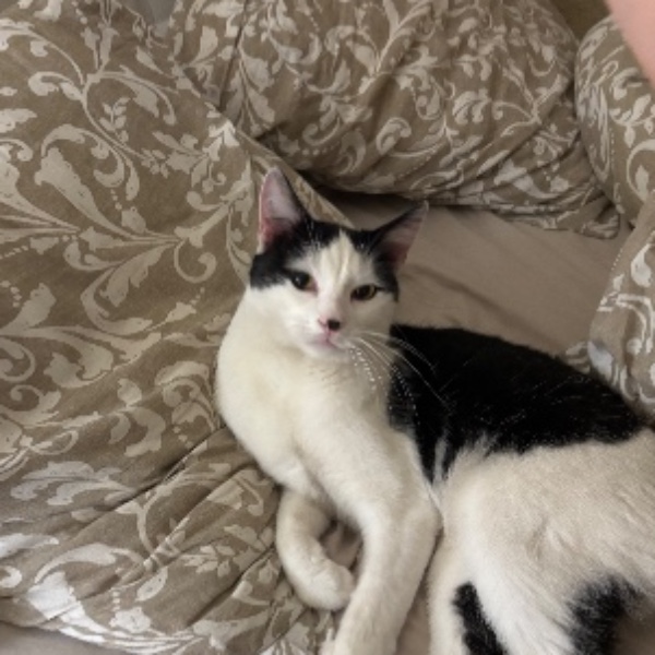 Oreo