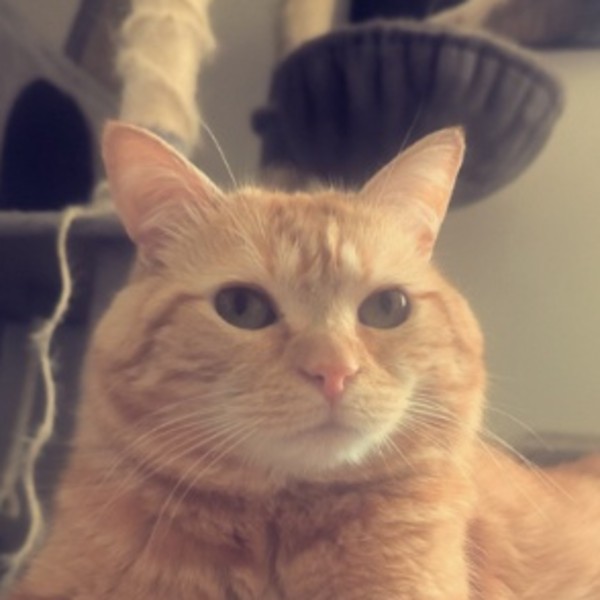 Roukie