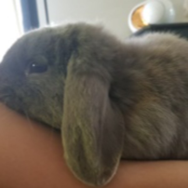 Flopsy