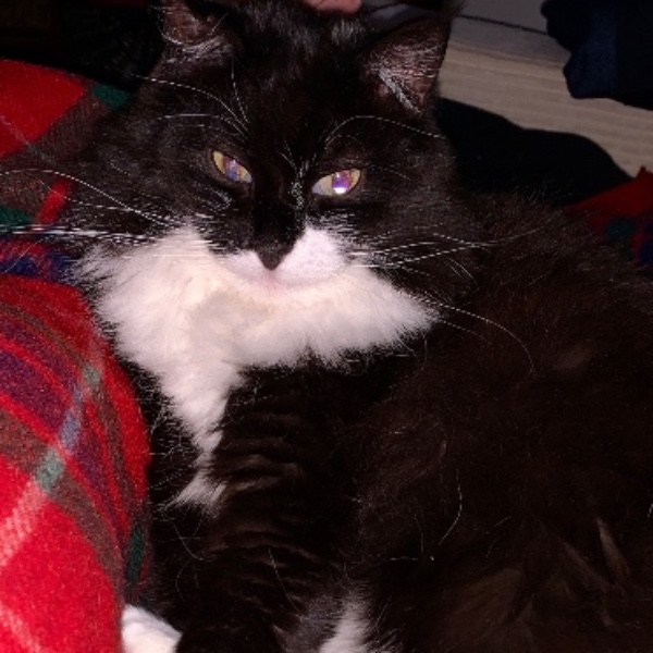 Mr Chat