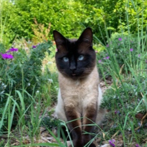 Paddi