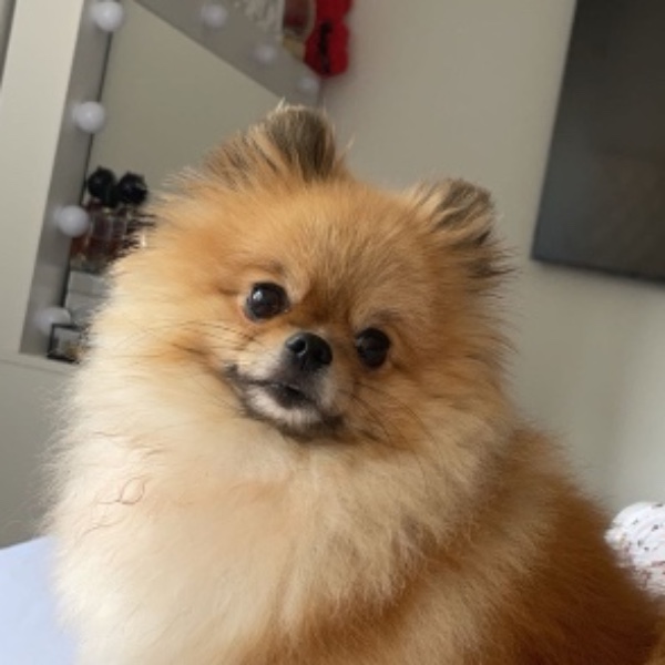 Miya