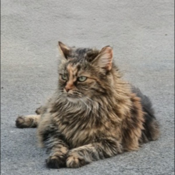 Photo de PRALINE