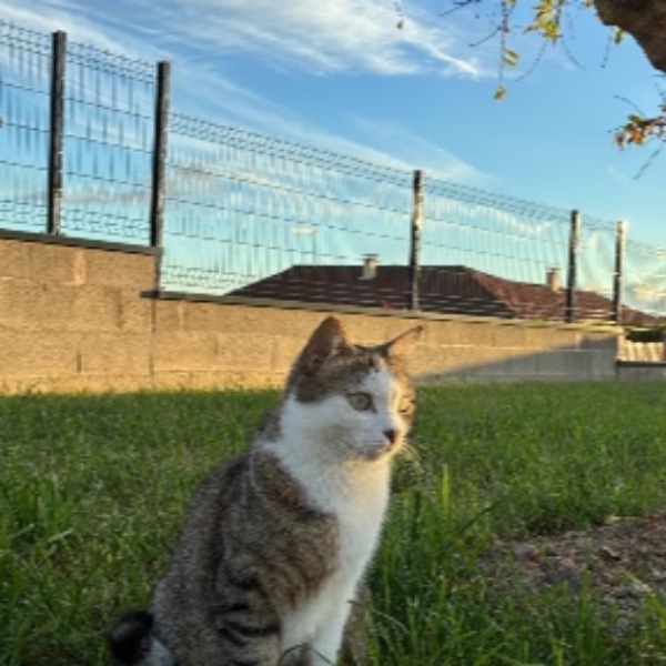 Maximus