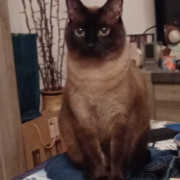 DJANGO
