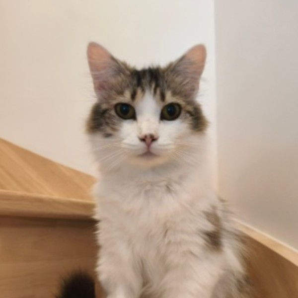 Lumi