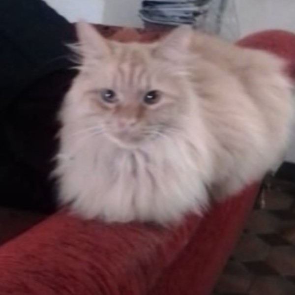 Garfield