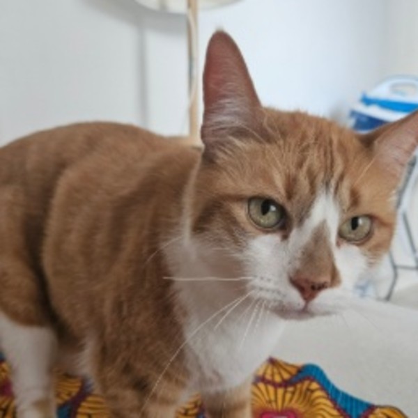Ronald