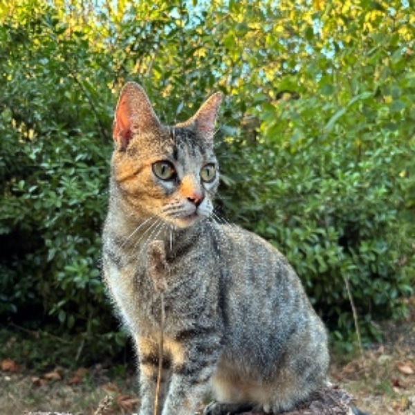 Vaïna