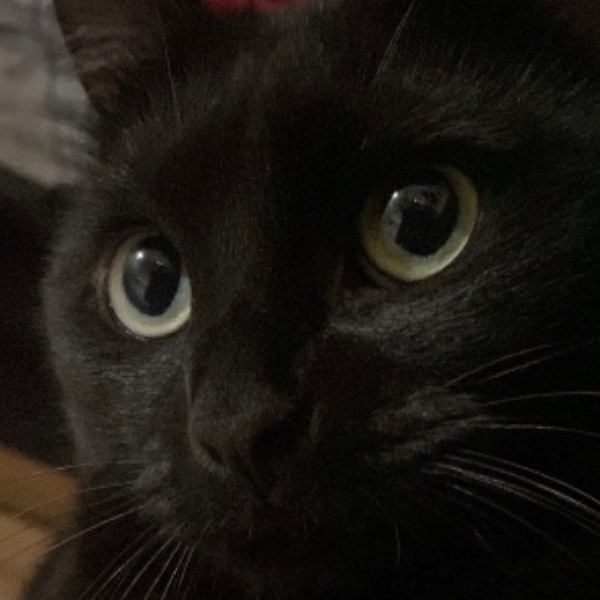 Loona