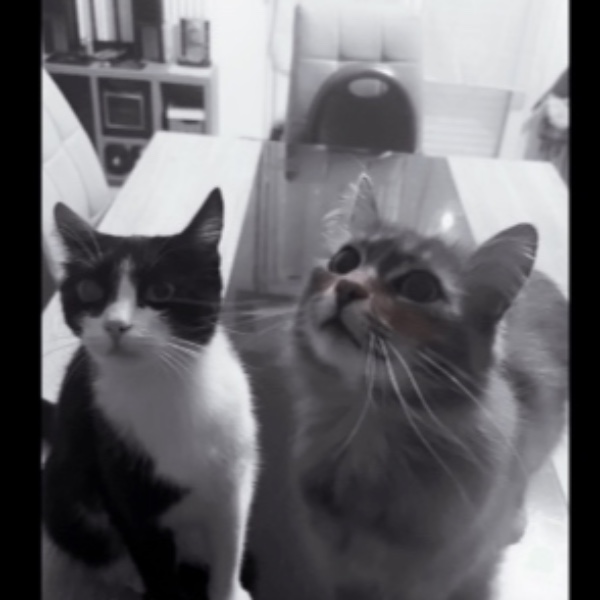 Dixie et vanille