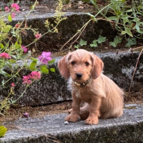 Bonnie