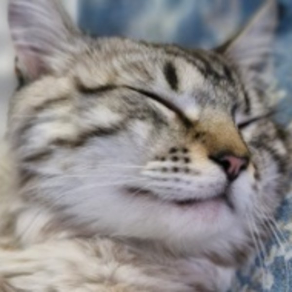 Gizmo