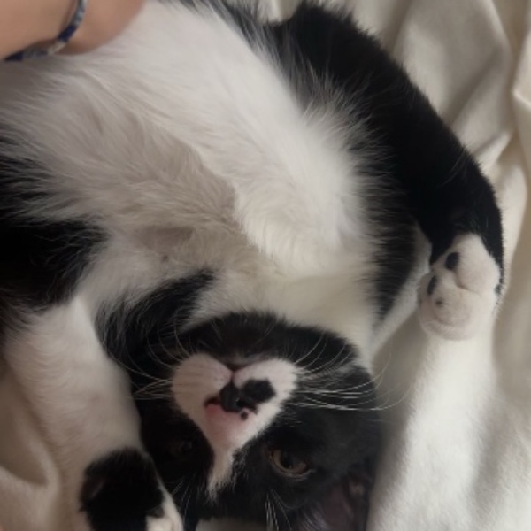 Mowgli