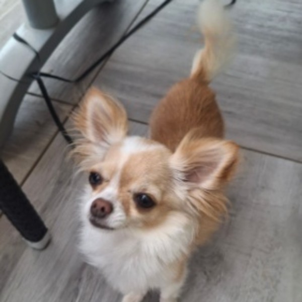 Praline