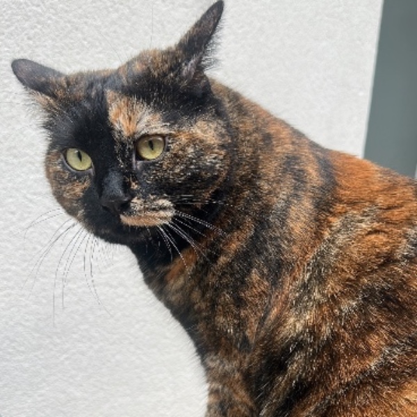 Praline