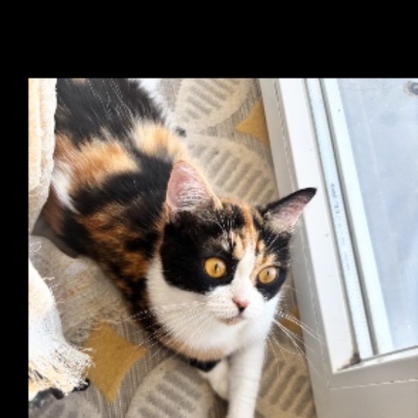 Kitty