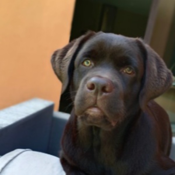 BALOU