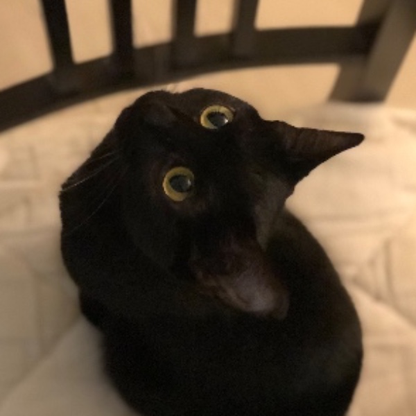 Oly
