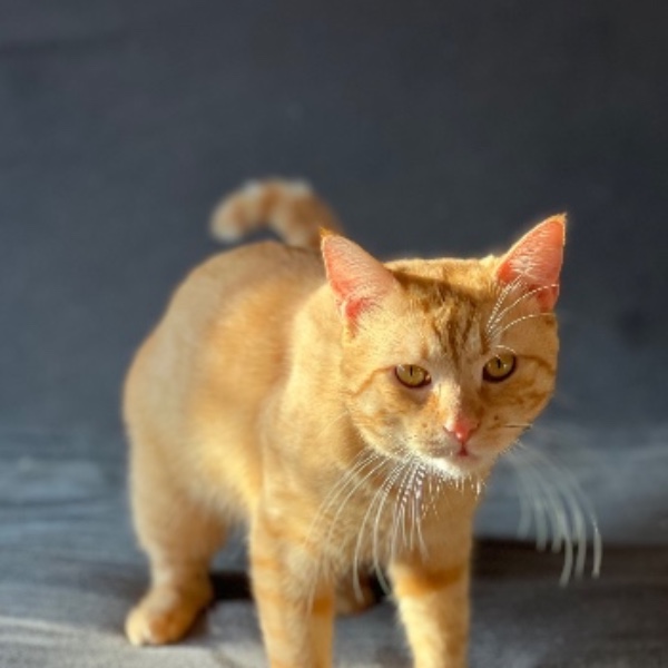 Kyo