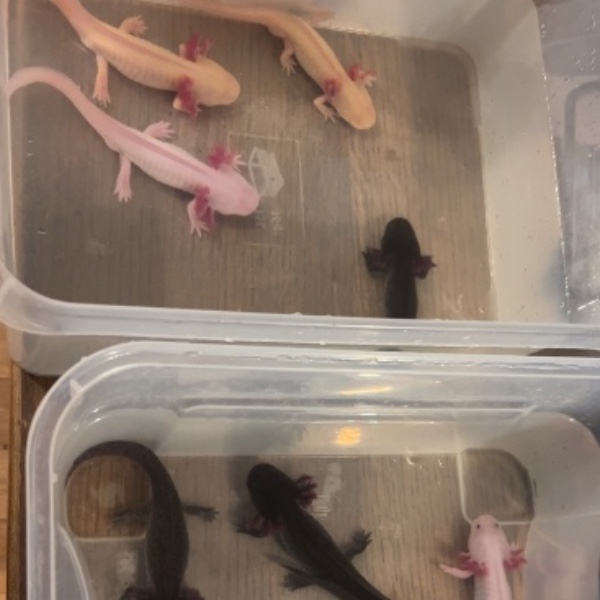 Axolotl