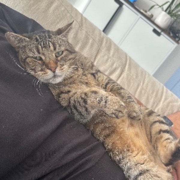 Tigrou