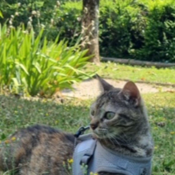 Tara