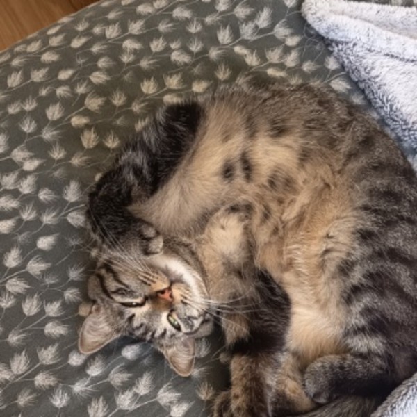Stella