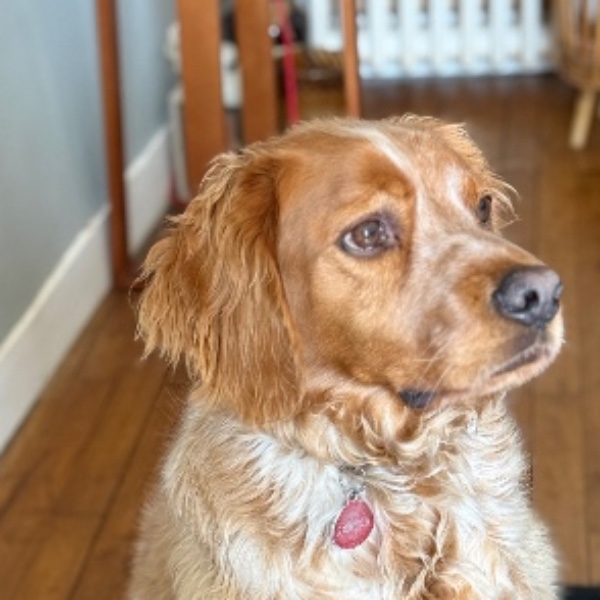 Samson