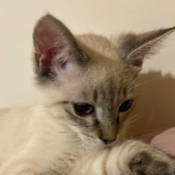 Simba