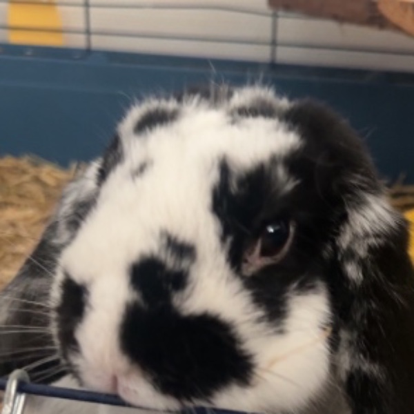 Bunny