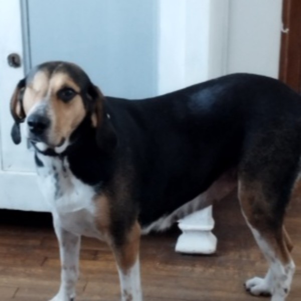 Laïka