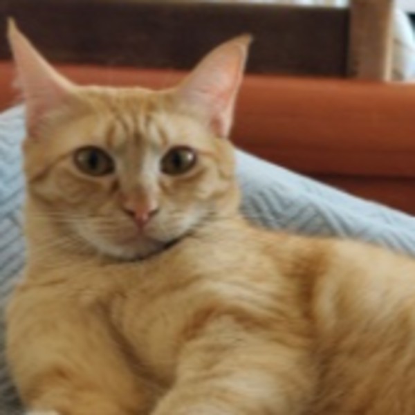 Melba