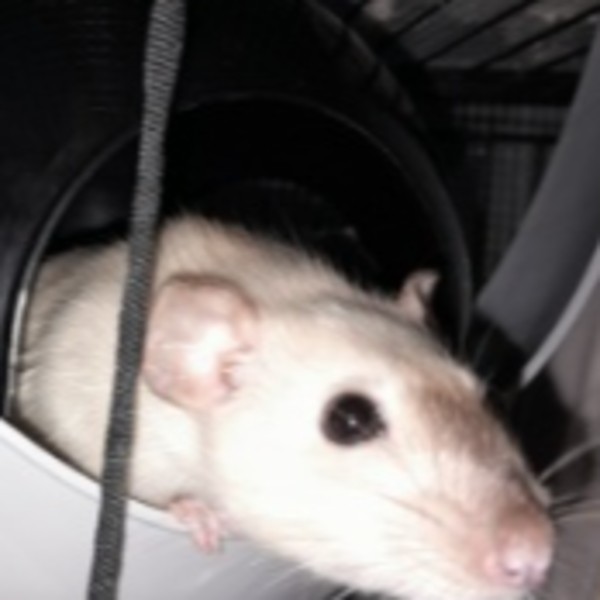 Calypso