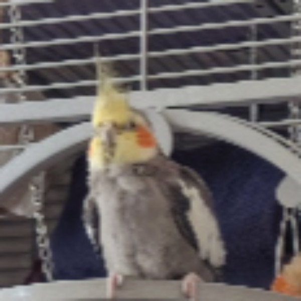 Sami