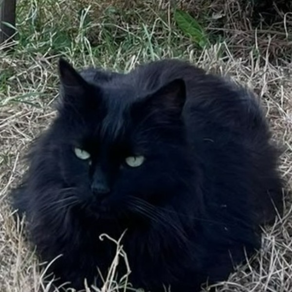 CACHOU