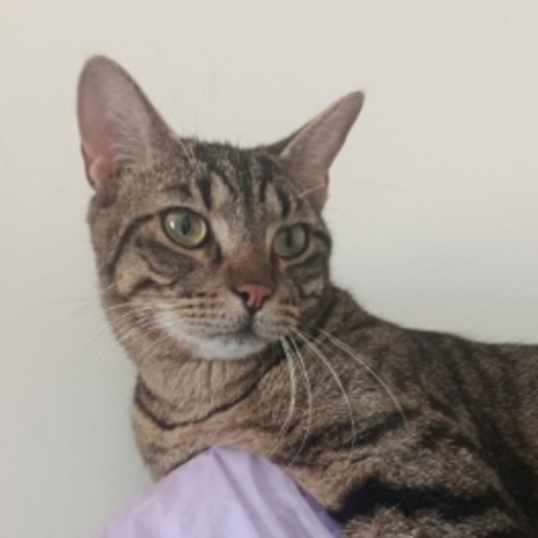 Noé