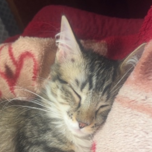 Ali