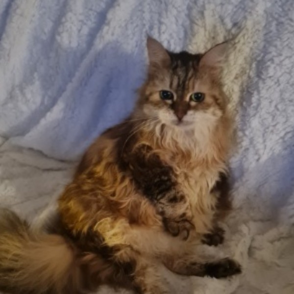 Minicat