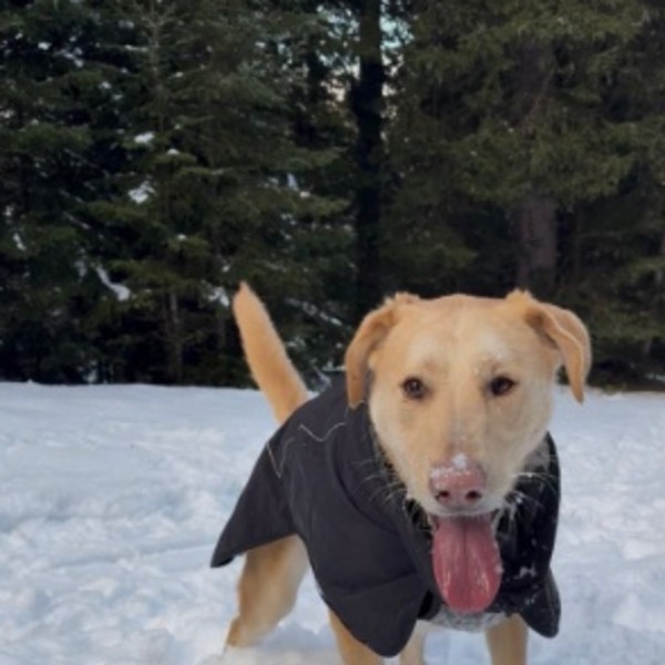 Photo de Baloo