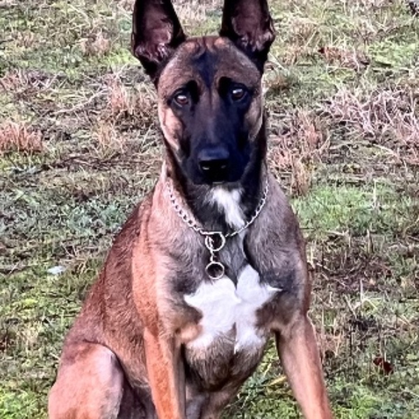 Photo de Arca