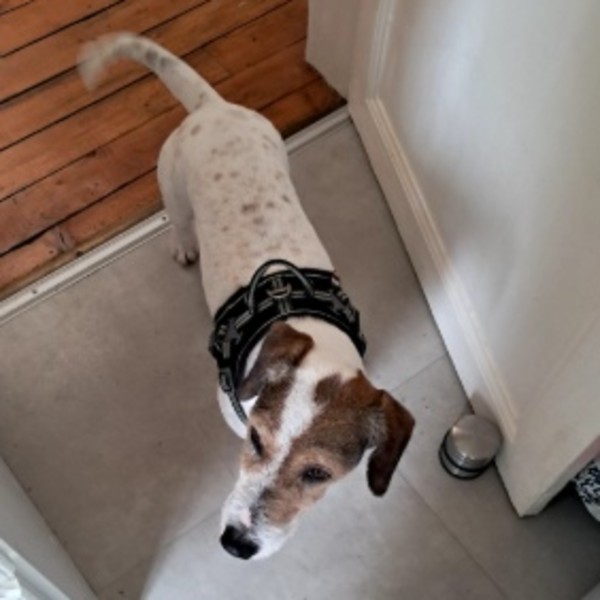 Paddigton